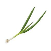 Spring onion illustration, Also known as scallions or green onions, isolated on white background. vector