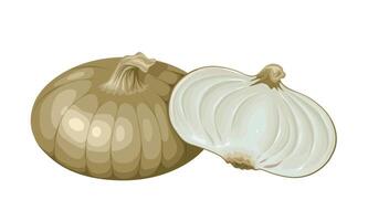 Cipollini onion illustration, isolated white background. vector
