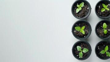 A Row of Small Pots With Plants photo