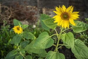 Sunflower grows in the field 4 photo