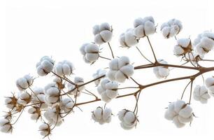 cerca arriba de algodón planta con blanco flores foto