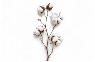 Close Up of Branch With Cotton Flowers photo