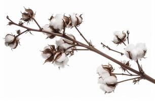 Close Up of Branch With Cotton Flowers photo