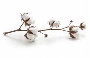 Close Up of Branch With Cotton Flowers photo