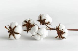 Close Up of Cotton Plant With White Flowers photo