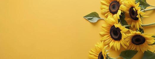 Sunflowers on Yellow Background photo