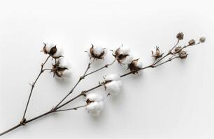 cerca arriba de rama con algodón flores foto