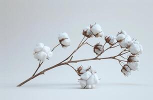 Close Up of Cotton Plant With White Flowers photo