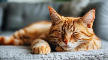 Close Up of a Cat Laying on a Couch photo