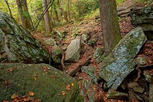 Boulders in the forest photo