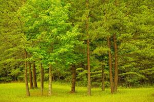 Luminous lighting in a forest photo