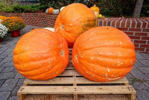 Oversized large pumpkins closeup photo