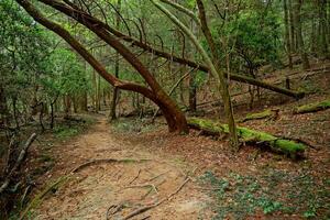 Fallen trees in a forest photo