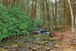 Creek through the rhododendrons photo