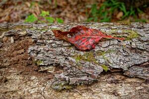 Colorful leaf on a log in the forest photo
