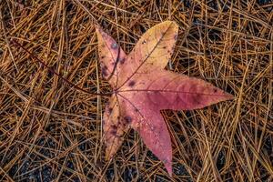 Fallen colorful leaf closeup photo