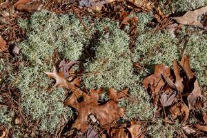 Reindeer lichen on the ground photo