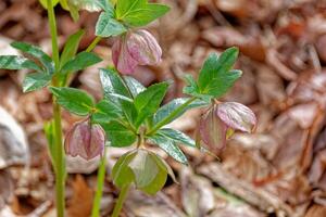 Pink Hellebores in bloom closeup photo