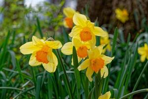 Cluster of daffodils closeup view photo