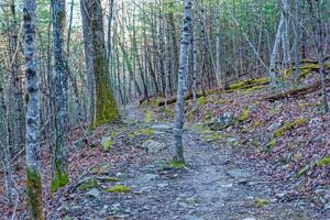 Tree in the middle of a trail photo