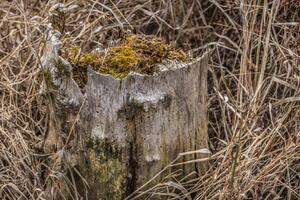 Rotted tree stump closeup photo