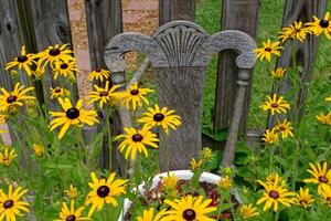 Black-eyed susan in a garden photo