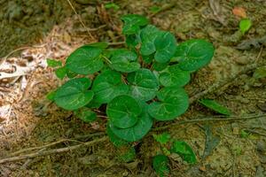 Wild ginger in the forest photo