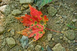 Colorful leaf on the ground photo