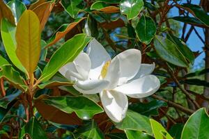 Magnolia bloom closeup photo