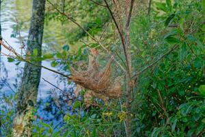 Webworms in a small tree photo