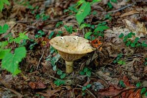 Cup shaped mushroom photo