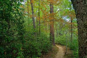 First signs of autumn photo