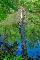 Fallen tree in the river photo