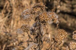 Dead flowering plant in winter photo