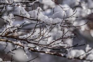 Snow and ice on tree branches photo