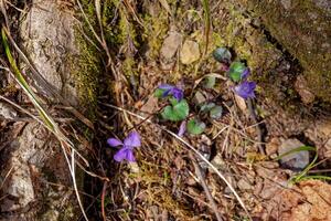 Purple viola flowers in a forest photo