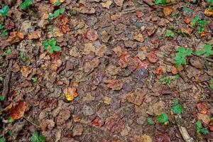 Crushed leaves on a trail photo