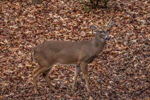 Young buck standing photo
