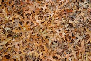 Pile of leaves closeup photo