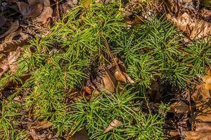 Fan club moss closeup photo