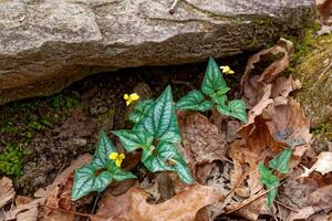 Halberd-leaf yellow violet in the forest photo