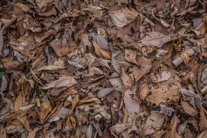 Fallen leaves on the ground photo