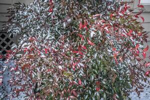 Nandina bush in winter photo