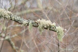 Lichen and fungi on a branch photo