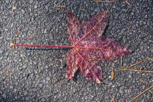 Colorful wet leaf on the ground photo