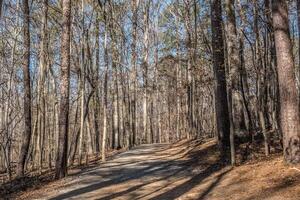 Forest trail in wintertime photo