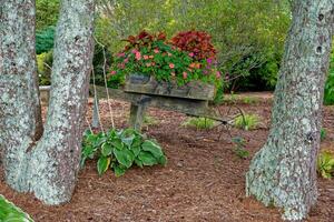 Rustic wooden wheelbarrow in the garden photo