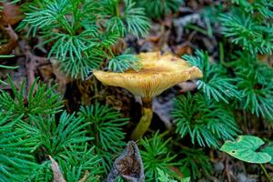 Mushroom through the fan clubmoss photo