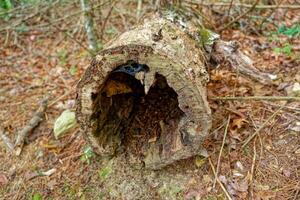 Hollow log on the ground photo