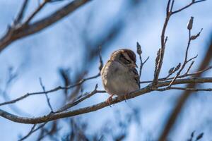 Clay-colored sparrow closeup photo